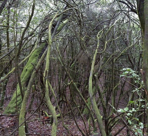 Full frame shot of bamboo trees in forest