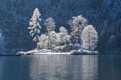 Scenic view of lake in forest during winter