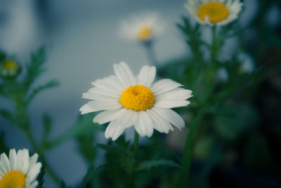 Close-up of white flowers blooming outdoors