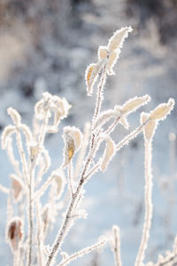 Close up view of a plant covered in frost on a wintry morning
