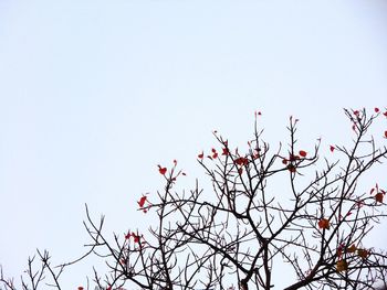 Low angle view of flower tree against clear sky