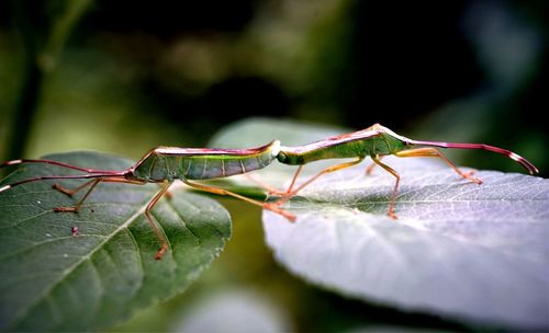 Close-up of rice bug mating on leaves