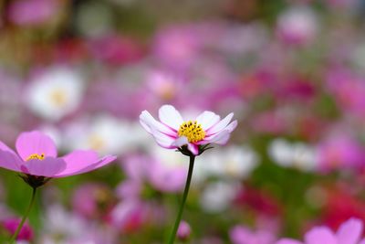 Close-up of pink cosmos flower