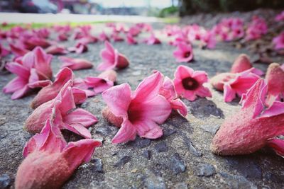 Close-up of pink flowers