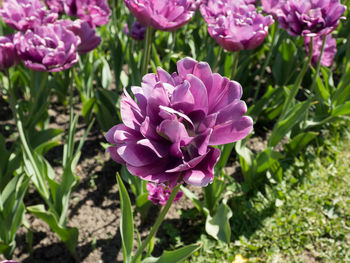 Close-up of pink flowering plant in field