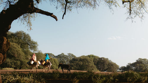 Wide shot of two little girls riding donkeys in the forest