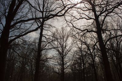 Low angle view of bare trees in forest during winter