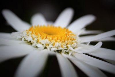 Close-up of white daisy blooming outdoors