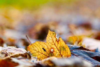 Close-up of dry maple leaves during autumn