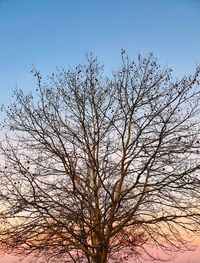 Low angle view of bare tree against clear blue sky