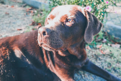 Close-up of dog looking away