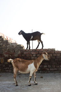 Horse standing in a farm against clear sky