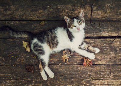Top-down view of a cat lying on a rustic wooden table surrounded by fallen dry leaves. autumn season