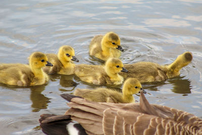 Canada  geese in lake and gosling's 