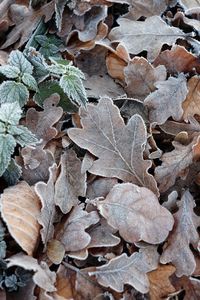 Close-up of autumn leaves on tree