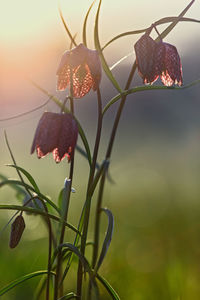 Close-up of red flowering plant