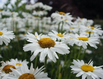 Close-up of white daisy blooming outdoors