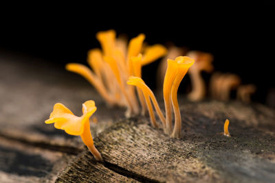 Close-up of yellow flower at night