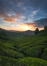 Scenic view of agricultural field against sky during sunset