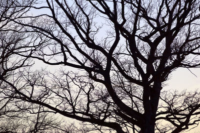 Low angle view of bare tree against clear sky