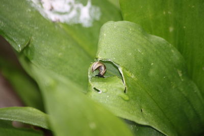 Close-up of water drops on leaf