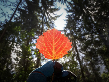 Cropped hand of person wearing glove while holding leaf in forest