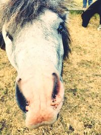 Close-up of horse on field