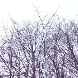 Low angle view of bare trees against sky