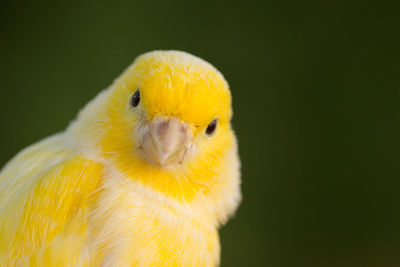 Close-up of parrot