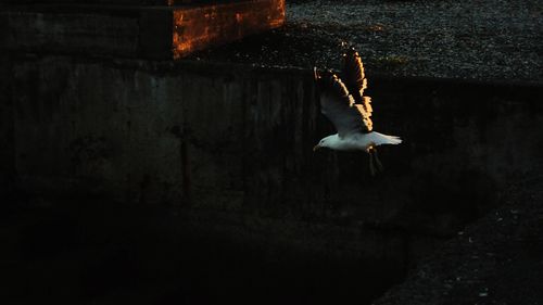 Close-up of bird flying