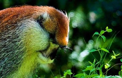 Close-up of an animal
