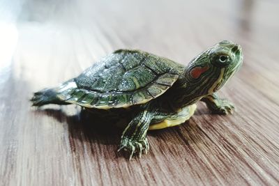 Baby japanese turtle 