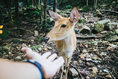 Midsection of person holding deer