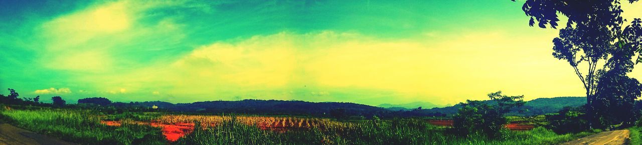 plant, sky, cloud - sky, beauty in nature, scenics - nature, tranquil scene, field, tree, land, landscape, tranquility, environment, nature, growth, no people, non-urban scene, rural scene, day, panoramic, outdoors