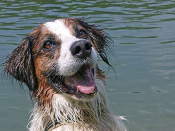 Close-up of wet dog against lake