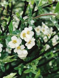 Close-up of white flowers