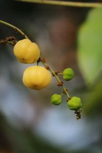 Close-up of fruit growing on tree