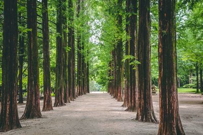 View of bamboo trees in the forest