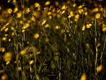 Close-up of yellow flowering plants on field