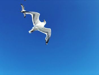 Low angle view of seagull flying