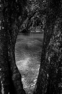 Trees on water