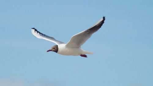 Low angle view of black-headed gull flying against clear sky on sunny day