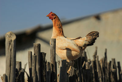 Close-up of bird on wooden post against sky