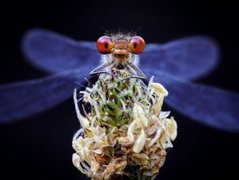 Close-up of damselfly on flower