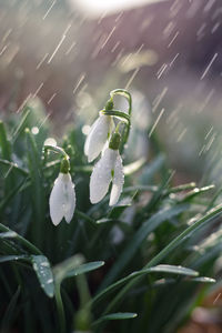 Close-up of raindrops on plant