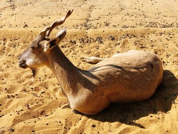 High angle view of deer on sand