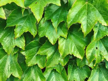 Full frame shot of green leaves