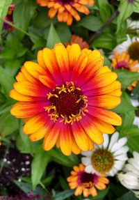 Close-up of orange flowers blooming outdoors