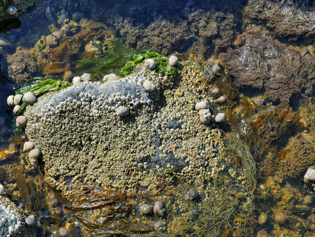 HIGH ANGLE VIEW OF MOSS ON ROCKS