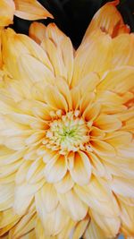 Close-up of yellow flower blooming outdoors